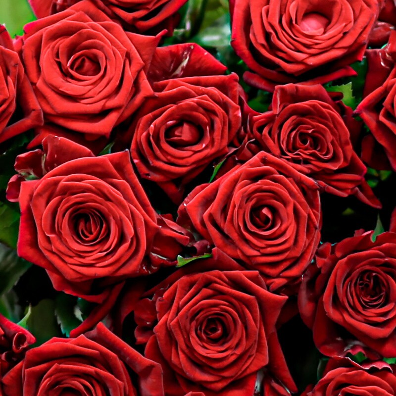 11 красных роз 60 см, Россия